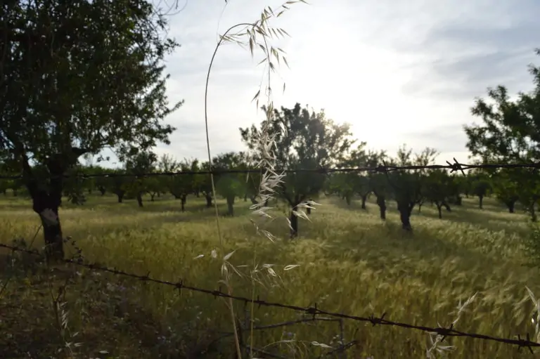 Obert el termini per sol.licitar autoritzacions particulars per a l’aprofitament de fruits de terrenys municipals