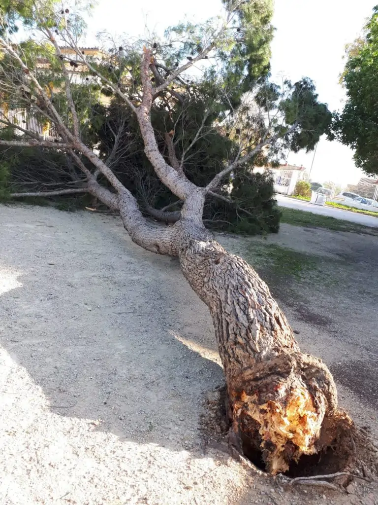 La Brigada de Medio Ambiente llevó a cabo una quincena de actuaciones en distintos núcleos del municipio como consecuencia del vendaval