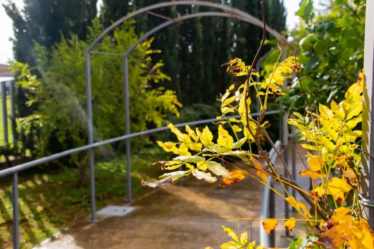 UNA PLANTADA D’ARBRES A LES IMMEDIACIONS DE LA CARRETERA D’INCA SERÀ EL SUS DEL NOU GRUP DELS ESPAIS JOVES, ECOJOVENTUT MARRATXÍ