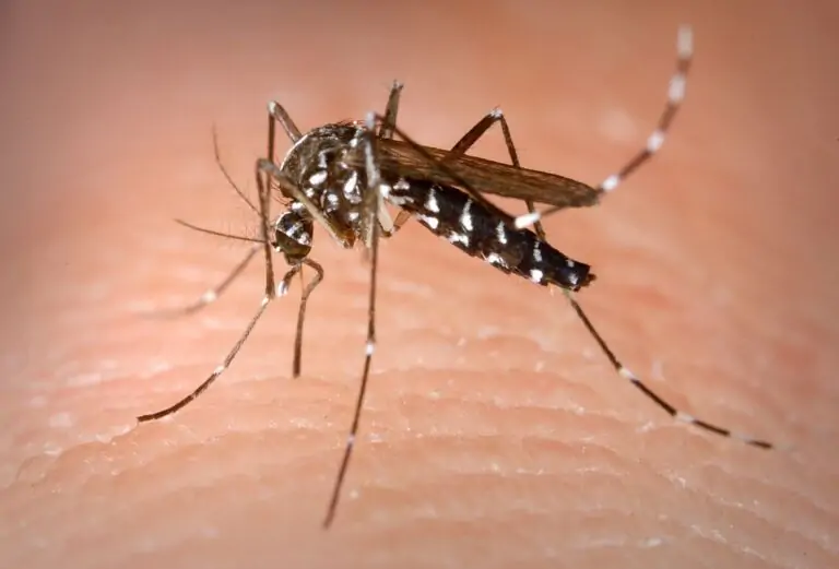 La lucha contra el mosquito tigre