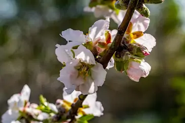 Flor d’Ametler, l’essència de Mallorca