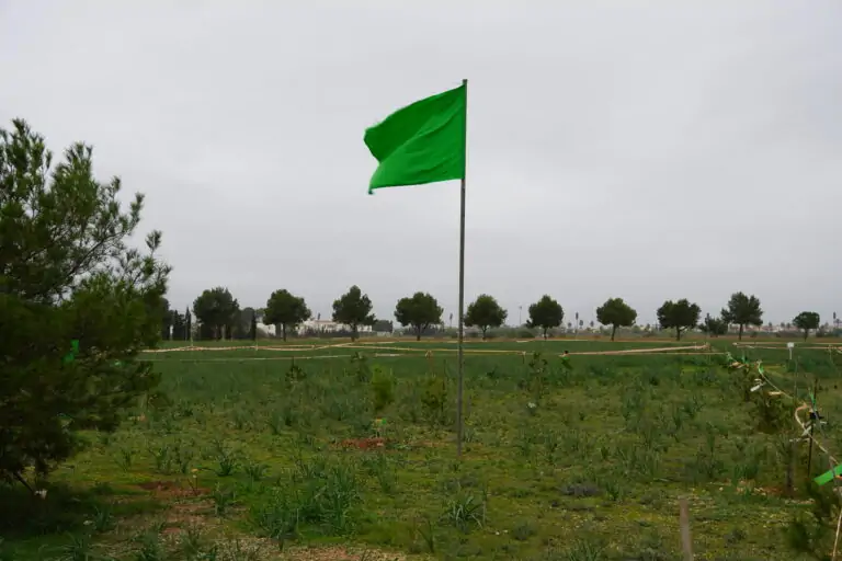 El Senat ha instat al Govern d’Espanya a que paralitzi el parc solar d’Aena a Son Bonet