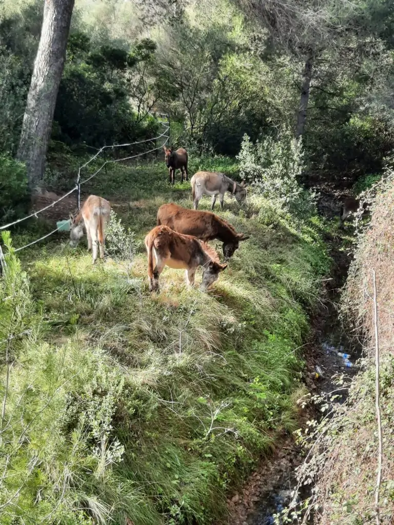 El Ayuntamiento de Marratxí utilizará a burros que contribuirán en la limpieza del Torrente de Coanegra