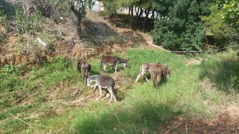 El Ayuntamiento de Marratxí lleva a cabo la limpieza de los torrentes Gros y Coanegra